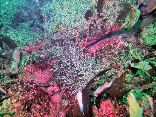 Thorny Bryzoan