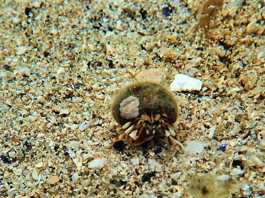 Hermit Crab