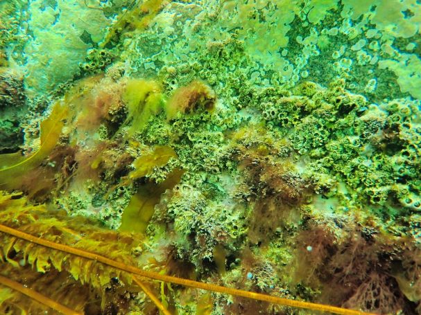 Barnacles