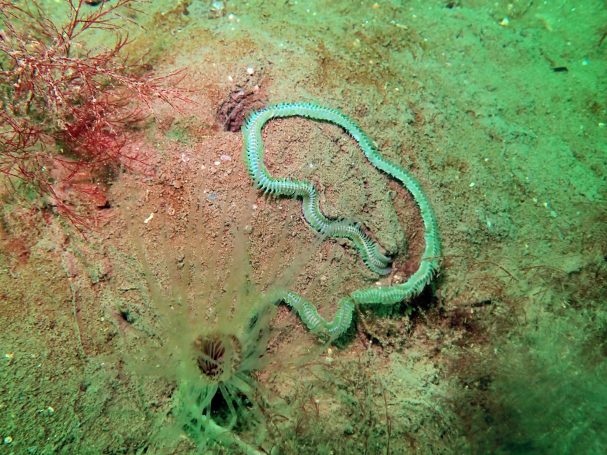 Paddleworm