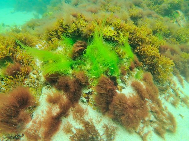 Filamentous Green Algae