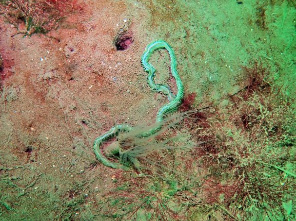 Paddleworm