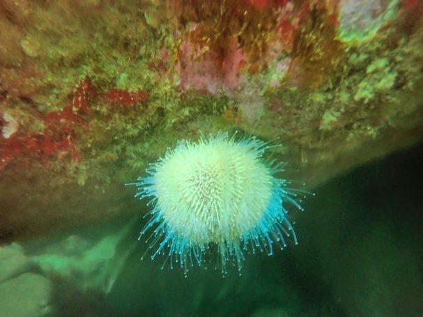 Common Urchin