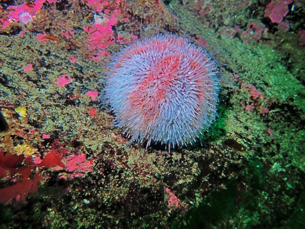 Common Urchin