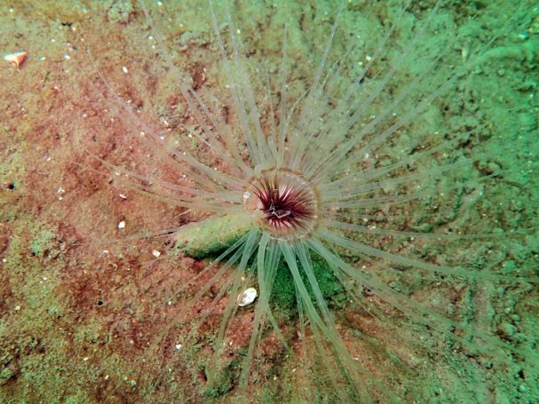 Burrowing Anemone