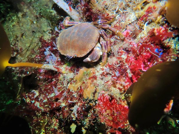 Edible Crab