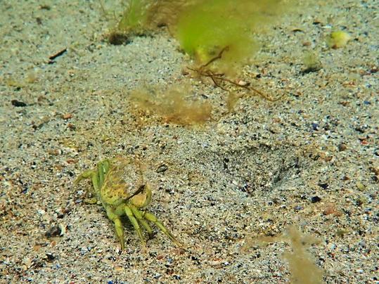 Shore Crab