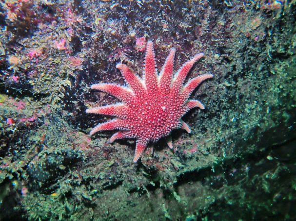 Sunstar