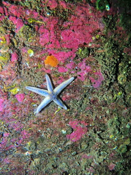 Common Starfish