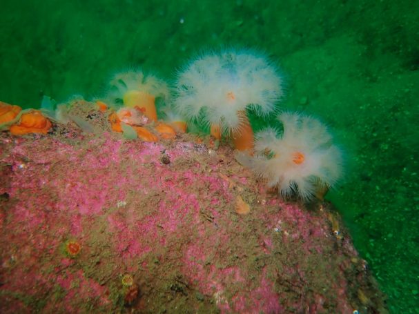 Plumose Anemones