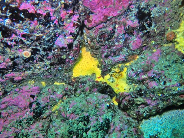 Boring Sponge