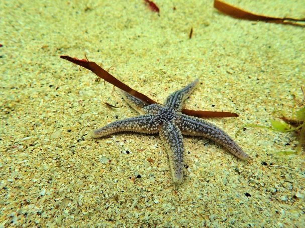 Common Starfish