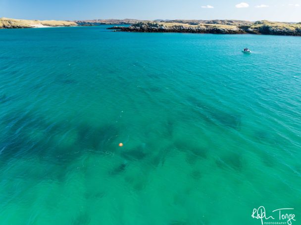 Divers surveying Eelgrass