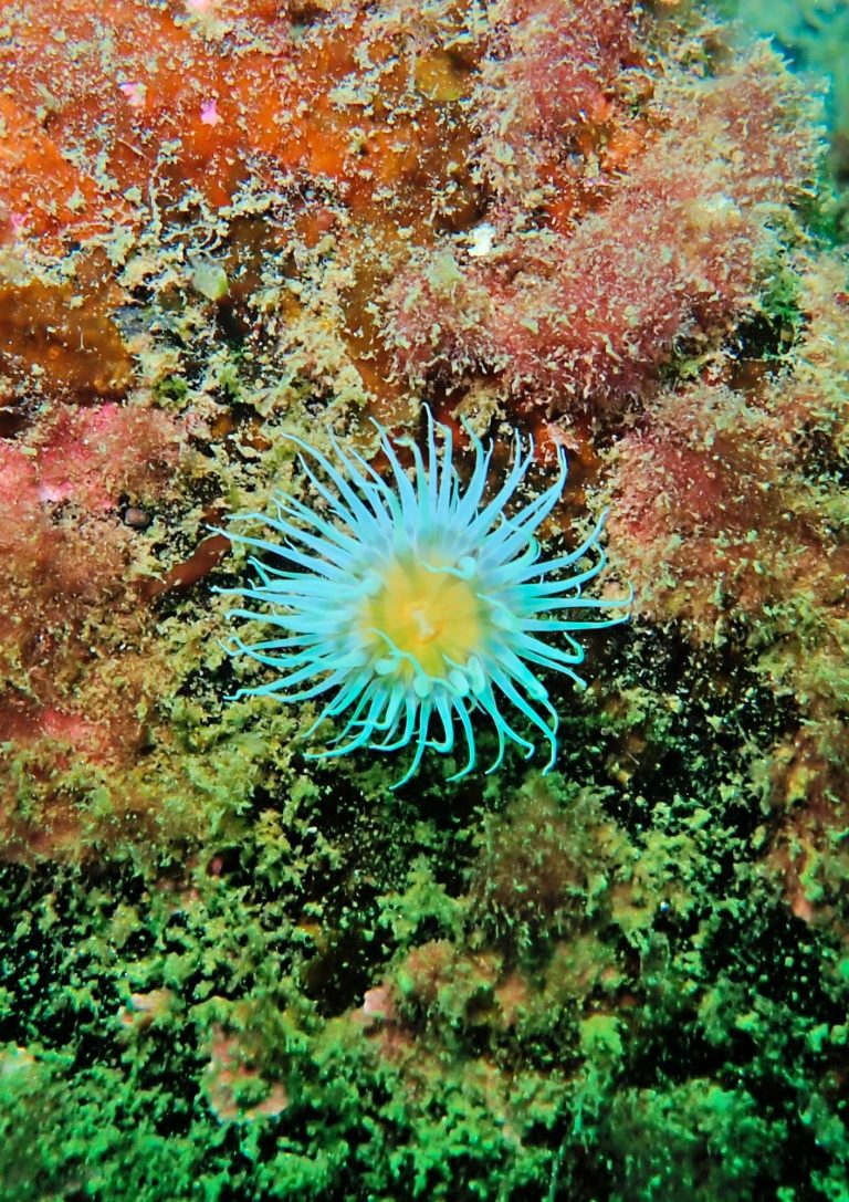 Fried Egg Anemone