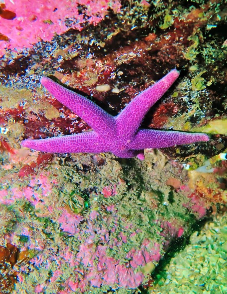 Bloody Henry Starfish