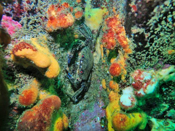 Velvet Swimming Crab