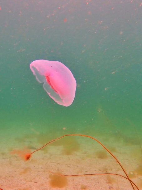 Moon Jellyfish