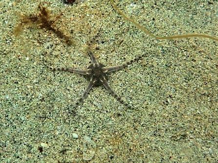 White Brittle Star