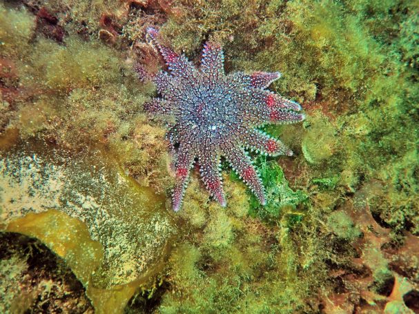 Common Sunstar