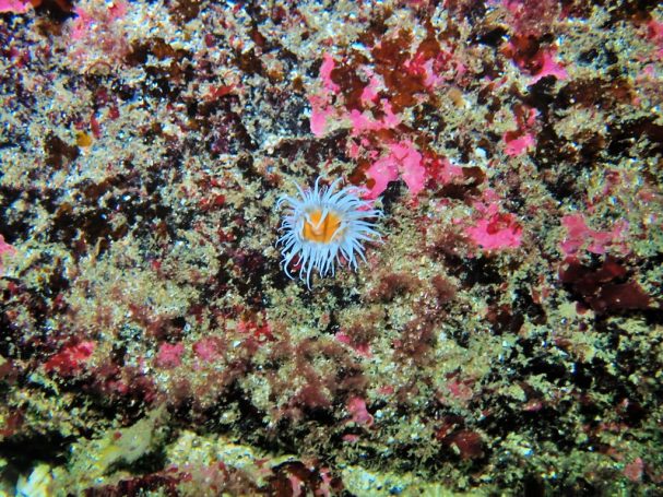 Fried Egg Anemone