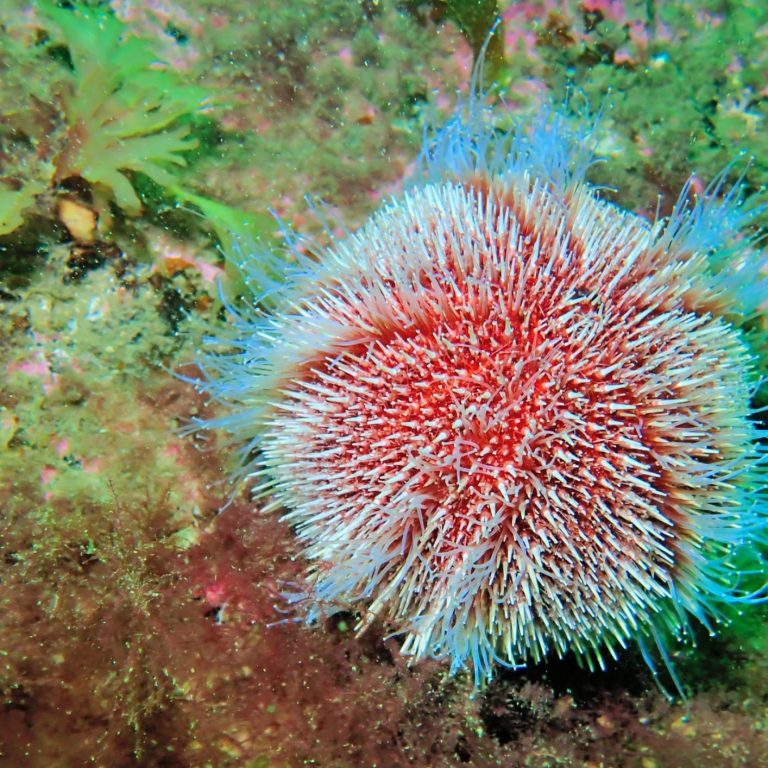 Common Urchin