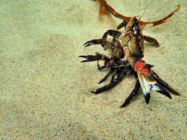 Velvet Swimming Crabs