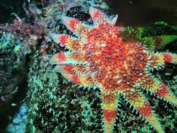 Common Sunstar