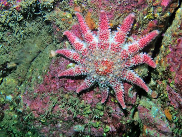 Common Sunstar