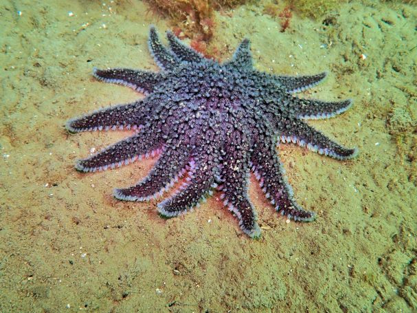 Common Sunstar