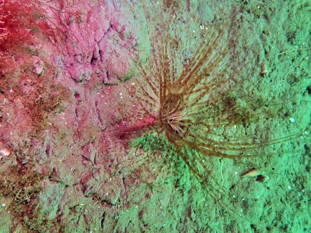 Burrowing Anemone