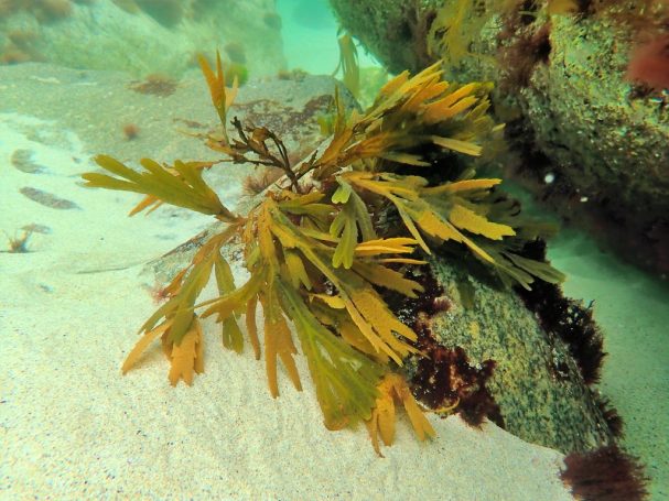 Square Hornwrack