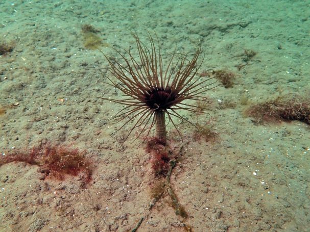 Burrowing Anemone
