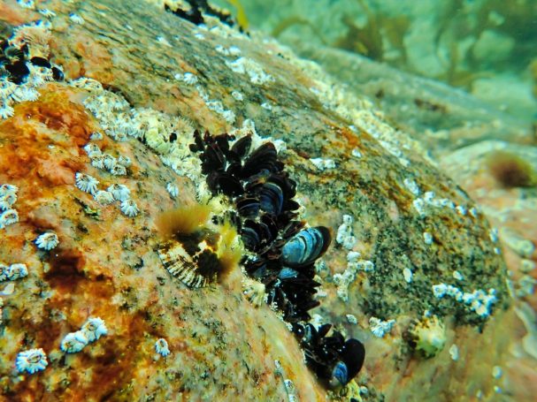Barnacles, Limpit and Mussels