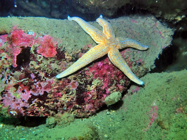 Common Starfish