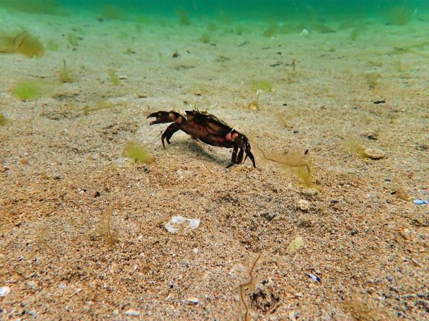 Velvet Swimming Crab