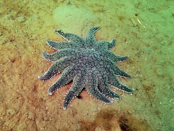 Common Sunstar